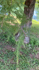 Taxodium distichum