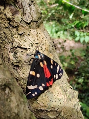 Callimorpha dominula