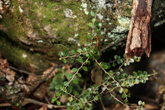Maclura cochinchinensis