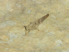 Dissosteira carolina