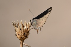 Satyrium saepium