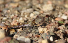 Sympetrum