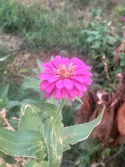 Zinnia elegans