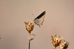 Satyrium saepium