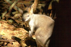 Thylogale stigmatica