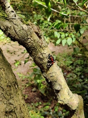 Callimorpha dominula