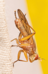 Tetanocera