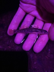 Etheostoma olmstedi