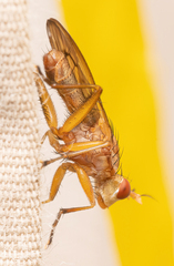 Tetanocera