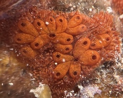 Botryllus