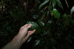 Cryptocarya