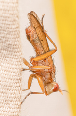 Tetanocera