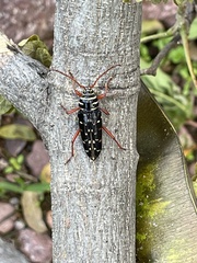 Placosternus erythropus