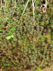Polytrichum juniperinum