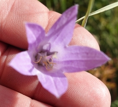 Campanula sarmatica
