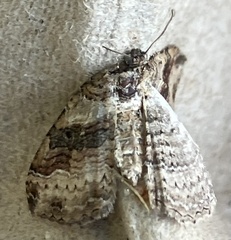 Costaconvexa centrostrigaria