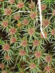 Polytrichum juniperinum