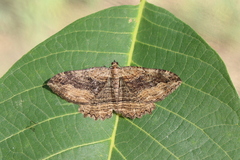 Philereme transversata