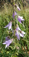 Campanula sarmatica