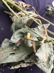 Epilachna varivestis