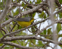 Cardellina canadensis