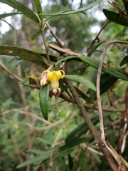 Pittosporum bicolor