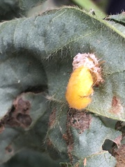 Epilachna varivestis