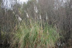 Cortaderia