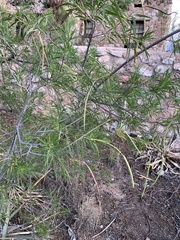 Chilopsis linearis