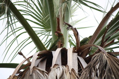 Psittacara mitratus
