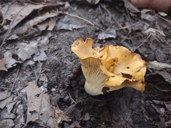 Cantharellus