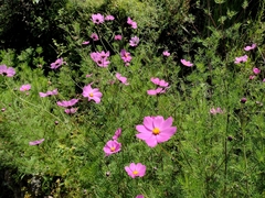 Cosmos bipinnatus
