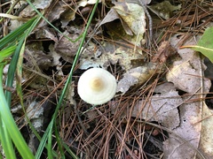 Entoloma conicum