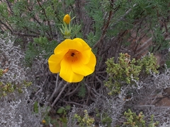 Balbisia peduncularis