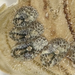 Symplegma viride