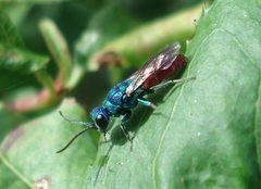 Chrysis ignita