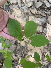 Hamamelis virginiana
