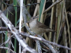 Locustella luscinioides