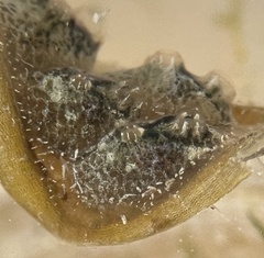 Symplegma viride
