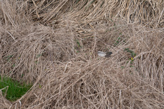 Rhipidura fuliginosa placabilis