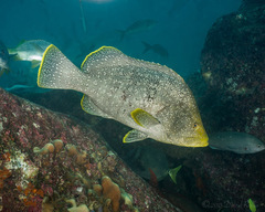 Dermatolepis dermatolepis