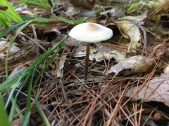 Entoloma conicum