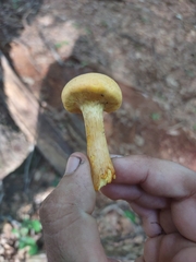 Agaricales