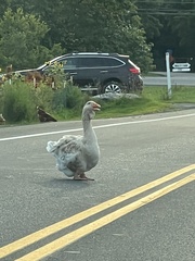 Anser anser domesticus