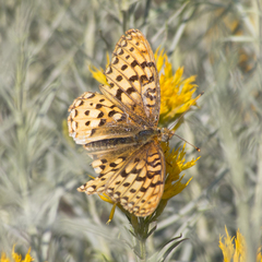 Speyeria coronis snyderi