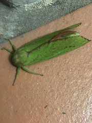 Aenetus eximia