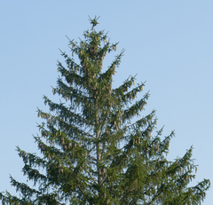 Picea abies