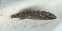 Lutjanus griseus
