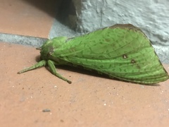 Aenetus eximia