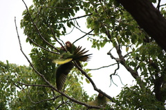 Psittacara mitratus